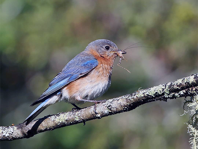 Eastern Bluebird by Keith Watson